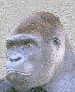 Gorilla